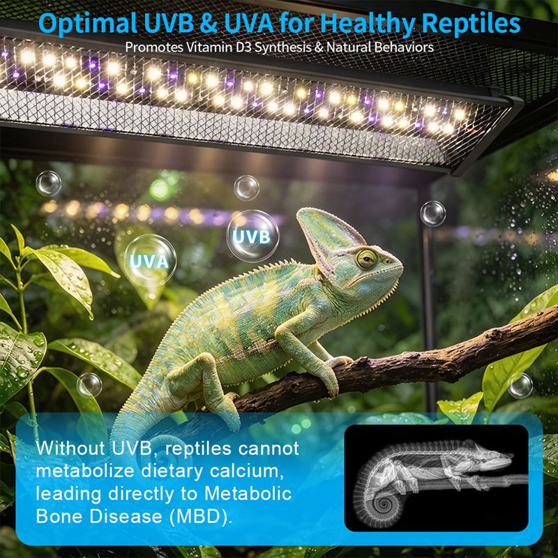Lampa UV do terrarium dla gada – Calcium Powder Reptile recenzja i cena