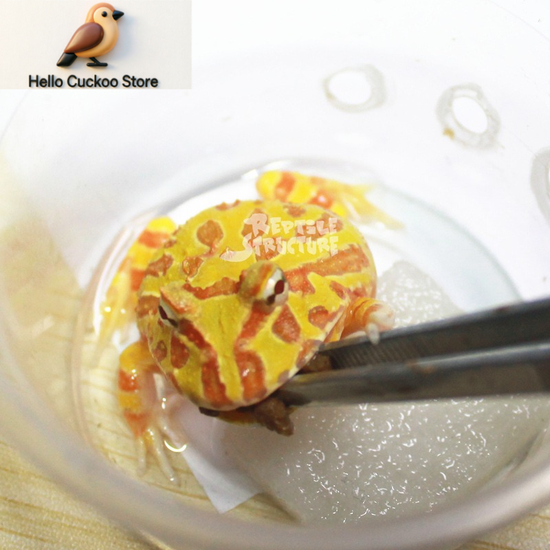 Granulowany karmel dla żab z r – Calcium Powder Reptile recenzja i cena