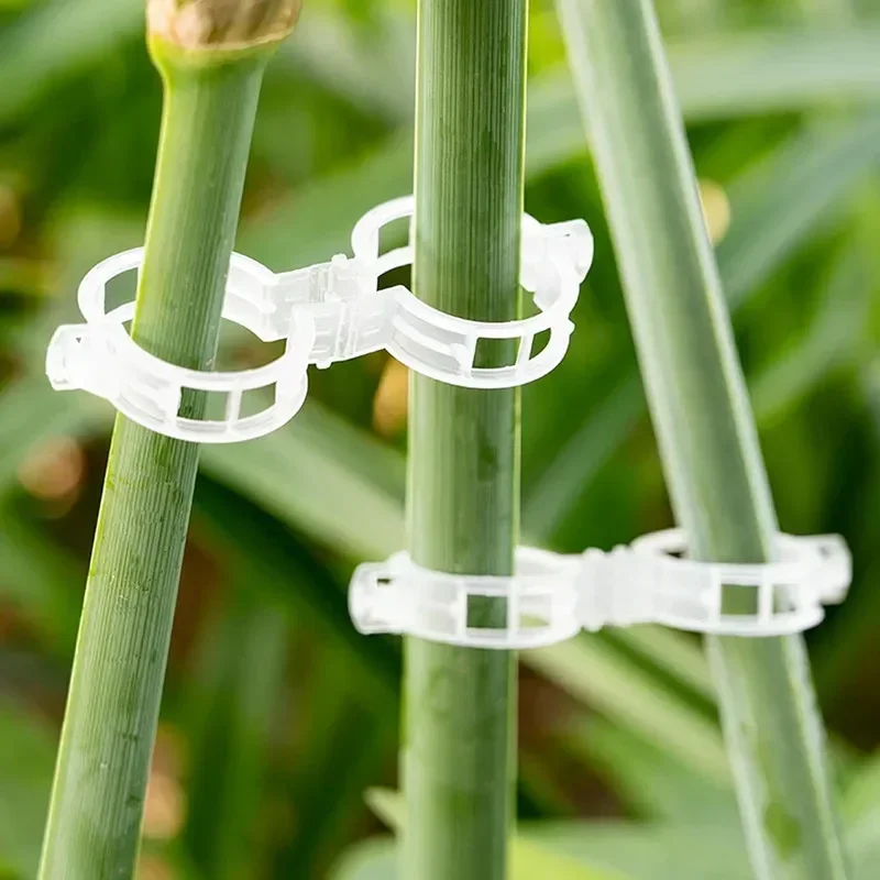 Wielokrotnego użytku winorośli – Vine Climbing Plastic recenzja i cena